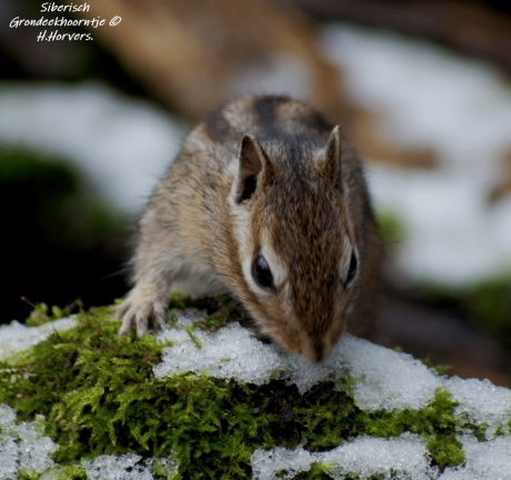 Siberisch Grondeekhoorntje .