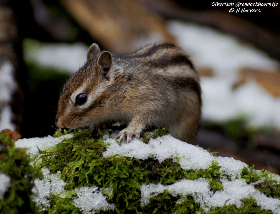 Siberisch Grondeekhoorntje . - Zoogdieren - Siberisch Grondeekhoorntje