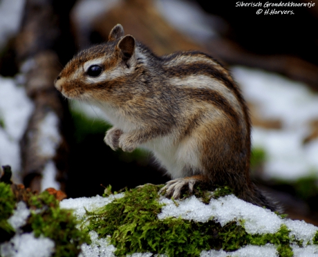 Siberisch Grondeekhoorntje .