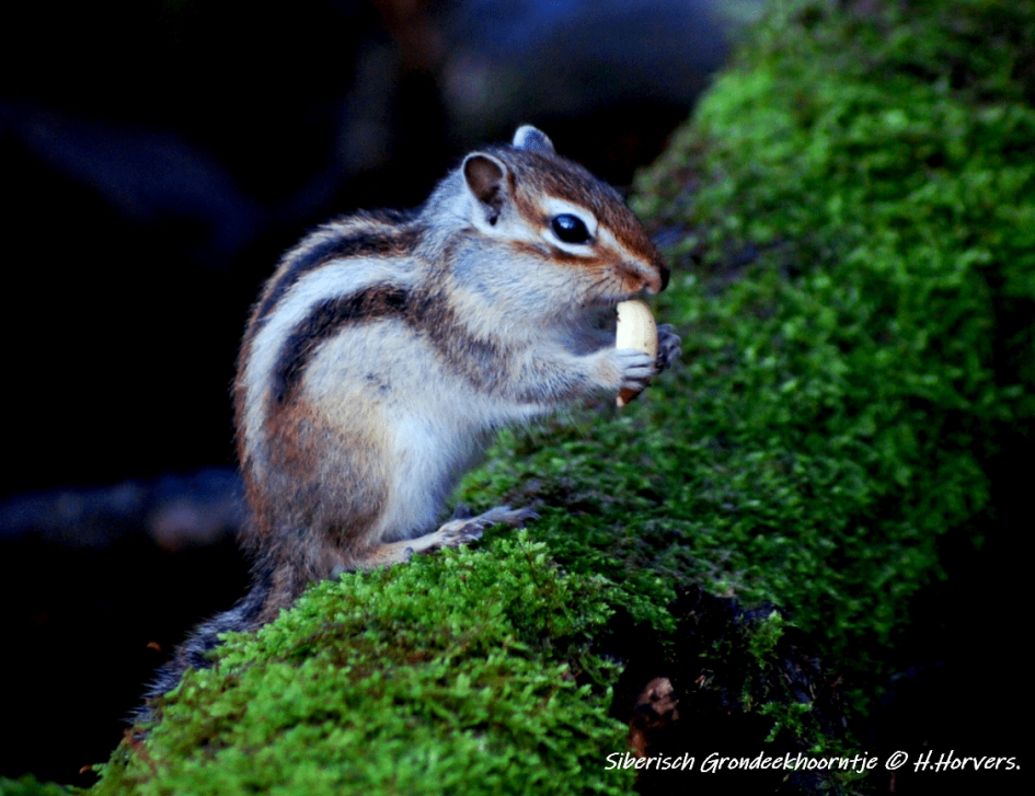 Siberisch Grondeekhoorntje . - Zoogdieren - Siberisch Grondeekhoorntje .