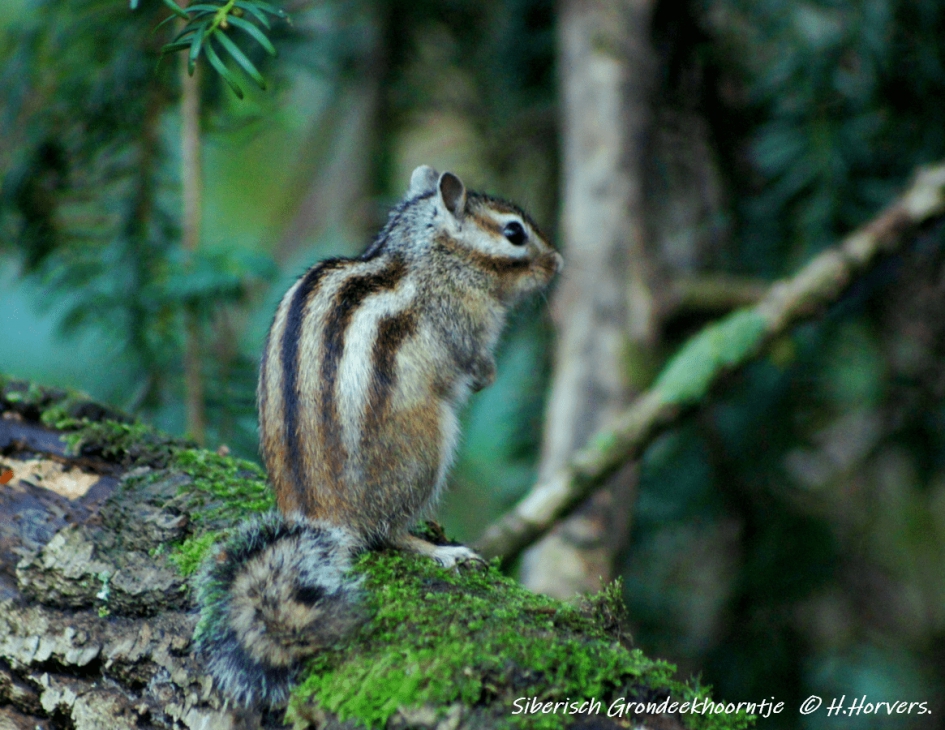 Siberische Grondeekhoorn. - Zoogdieren - Siberische Grondeekhoorn.