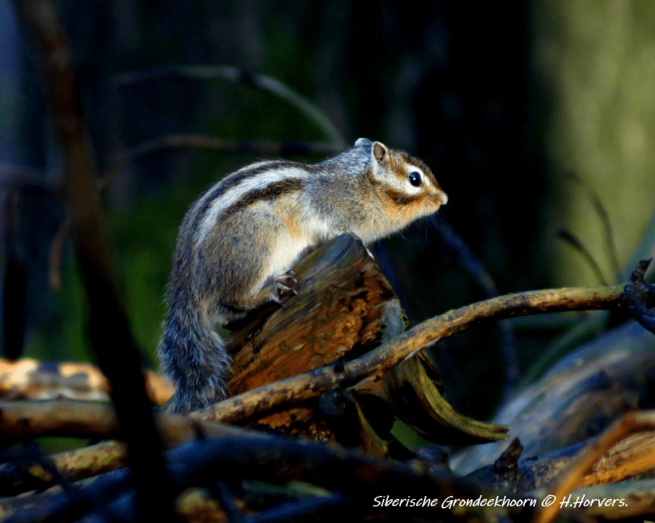 Siberische Grondeekhoorn. - Zoogdieren - Siberische Grondeekhoorn.