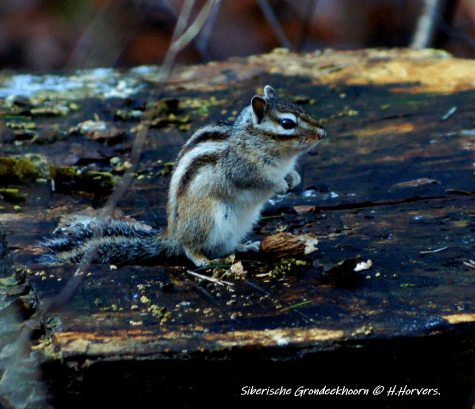 Siberische Grondeekhoorn. - Zoogdieren - Siberische Grondeekhoorn.