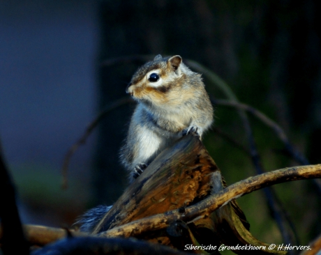 Siberische Grondeekhoorn.