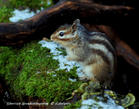 Siberische Grondeekhoorn.