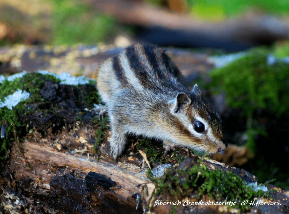 Siberische Grondeekhoorn. - Zoogdieren - Siberische Grondeekhoorn.