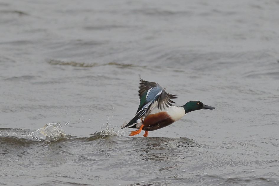 slobeend-m- - Vogels - slobeend