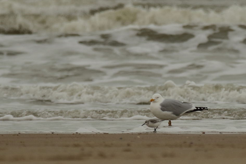 small and xxx large - Vogels - drieteenstrandloper