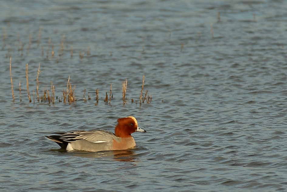 smient -m- - Vogels - smient