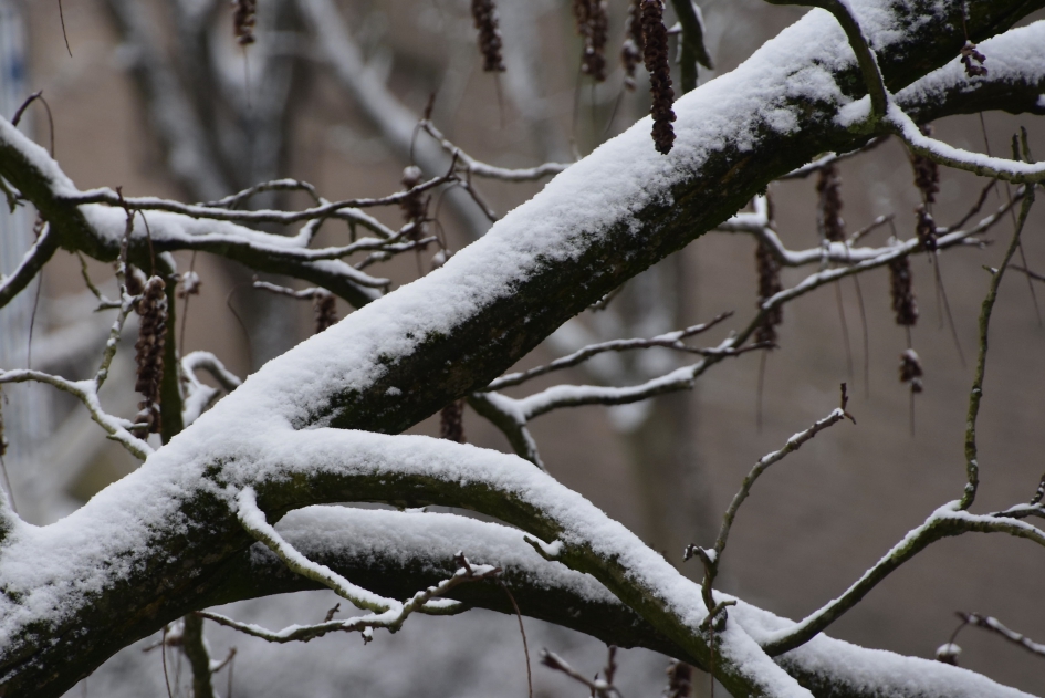 Sneeuw op de Japanse vleugelnoot - Planten - 