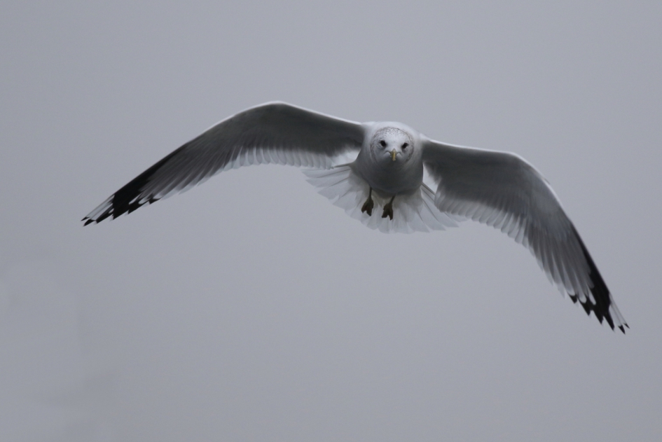 ''storm op komst'' - Vogels - stormmeeuw
