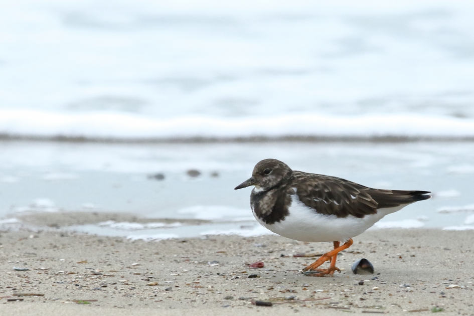 strandwandeling - Vogels - steenloper