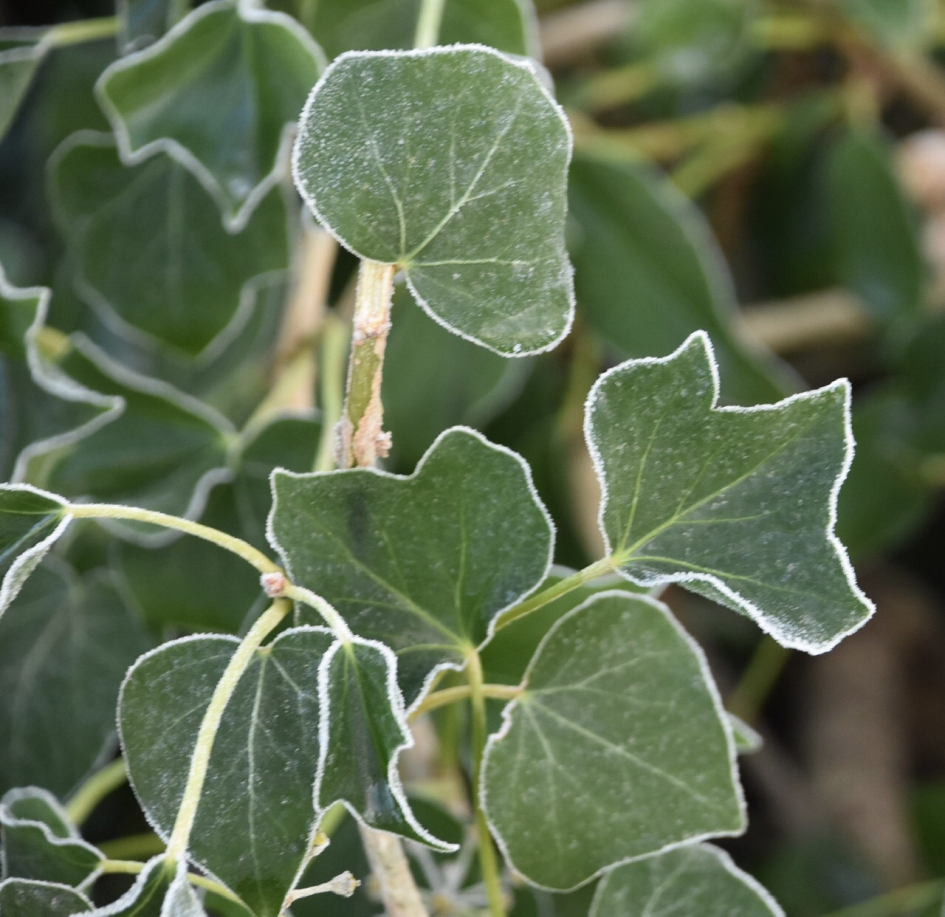 Suikerrandje - Planten - 