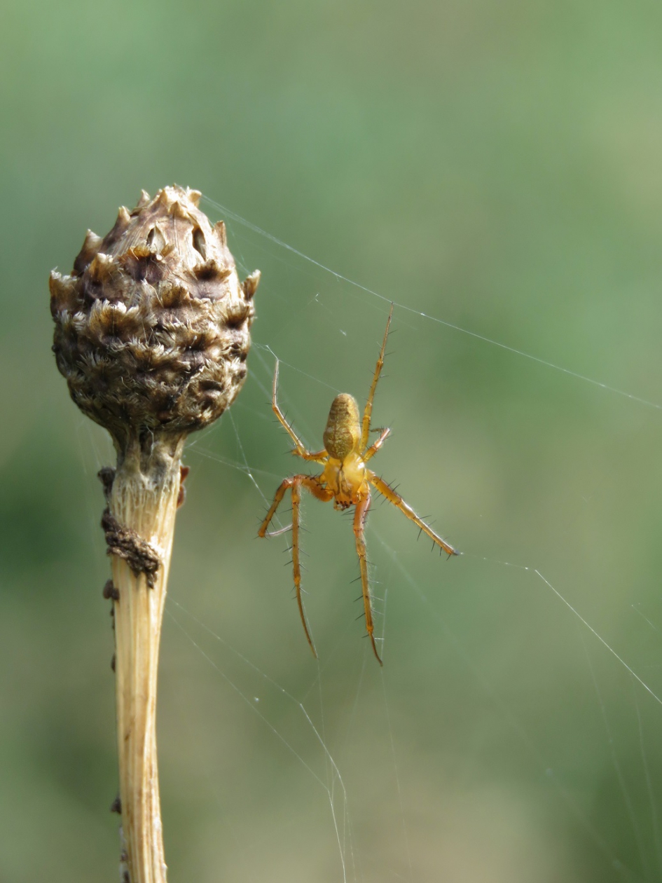 Tekst overbodig lijkt me. - Geleedpotigen - Spin