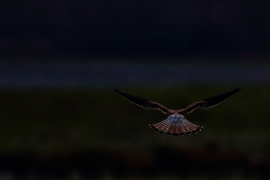 torenvalk - Vogels - torenvalk