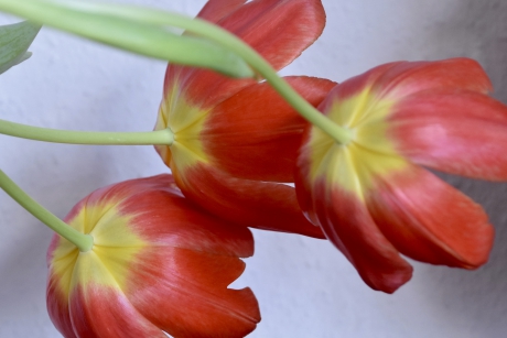 Tulpen