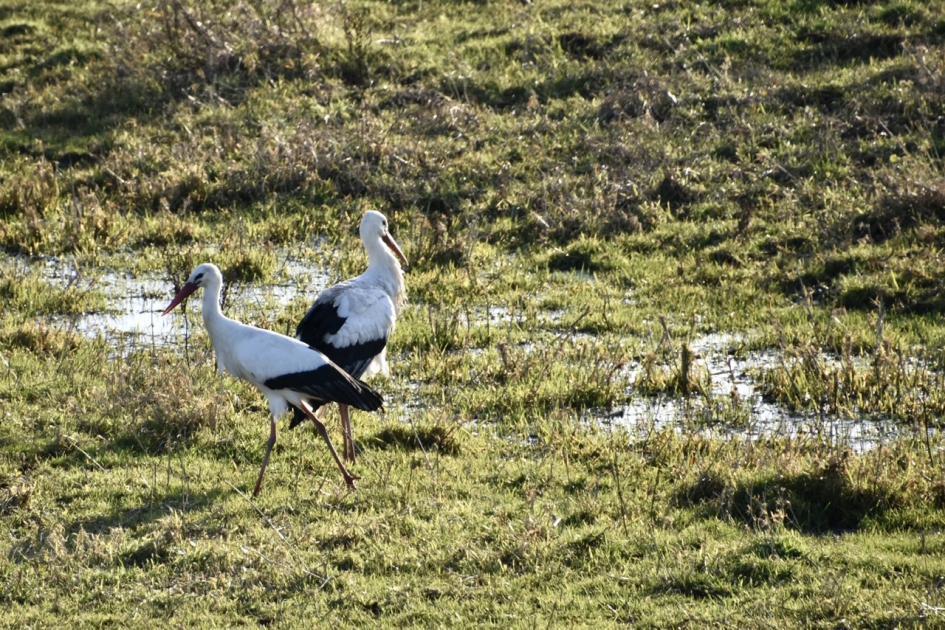 Twee ooievaars - Vogels - 
