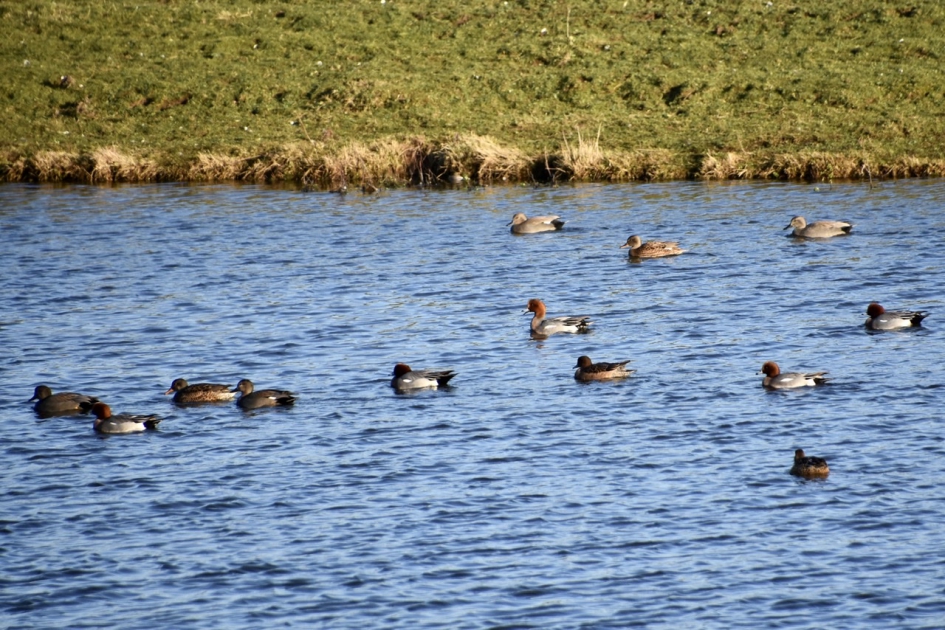 Veel eenden, o.a. smienten - Vogels - 