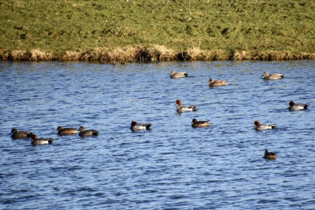 Veel eenden, o.a. smienten