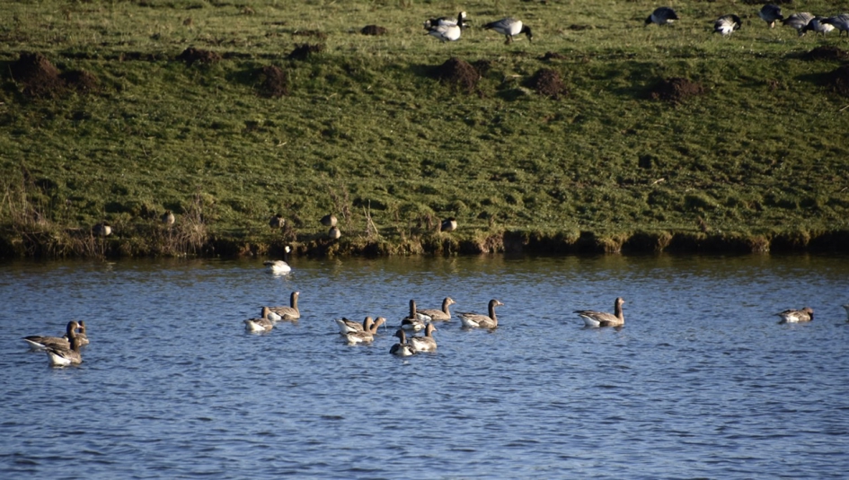 Veel ganzen - Vogels - 