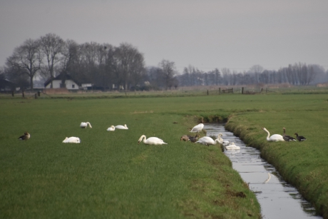 Veel zwanen in de polder
