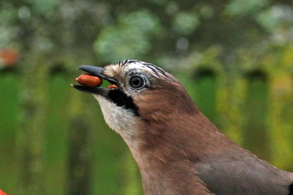 Veelvraat gaai - Vogels - 