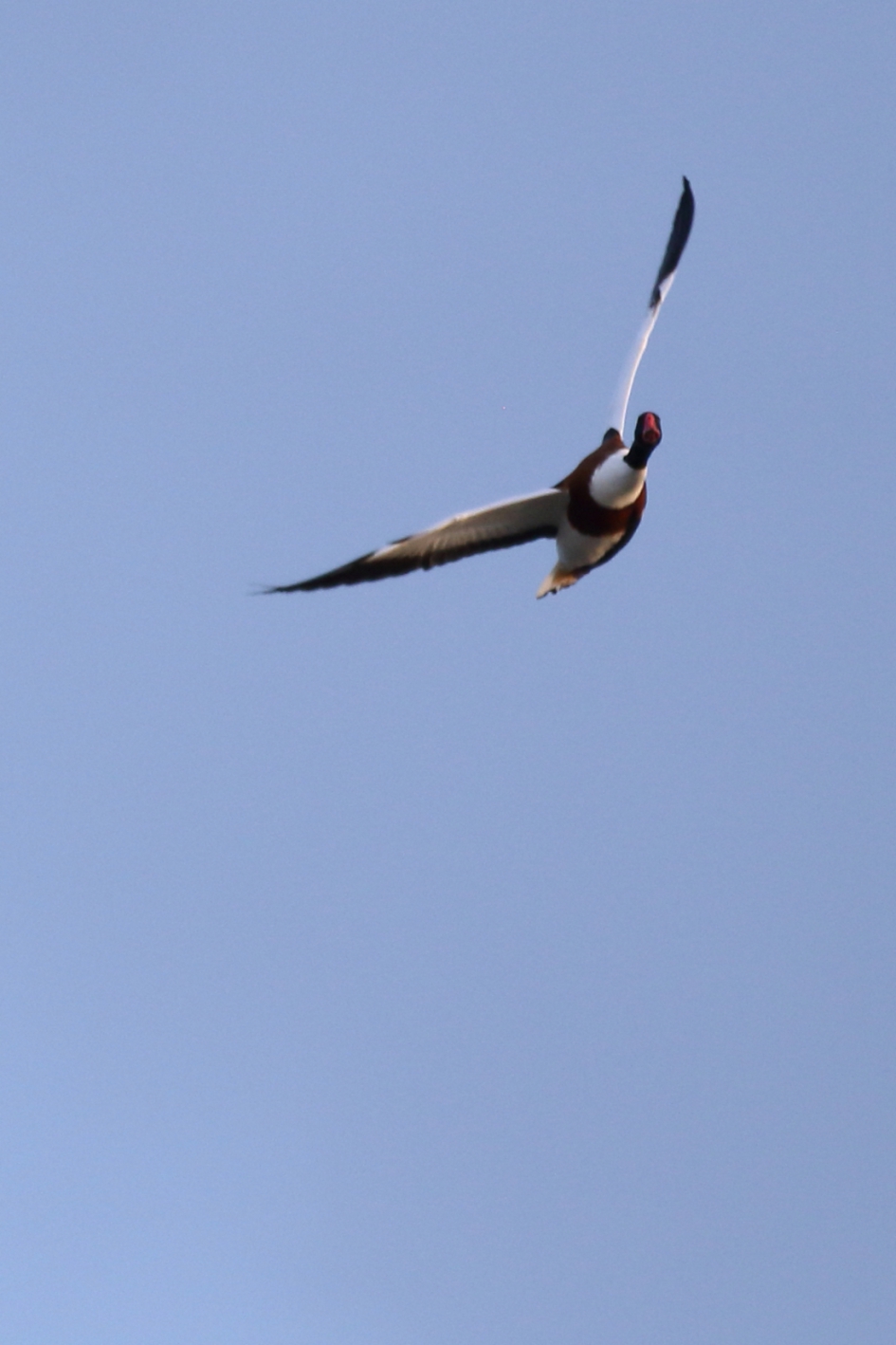 verkeerde afslag - Vogels - bergeend