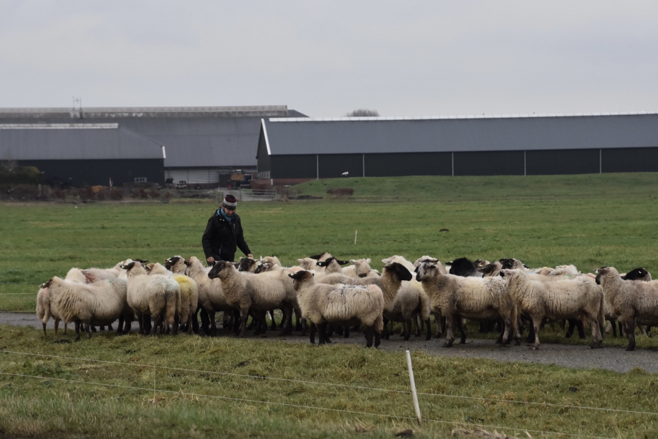 Verplaatsen van schapen - Zoogdieren - 