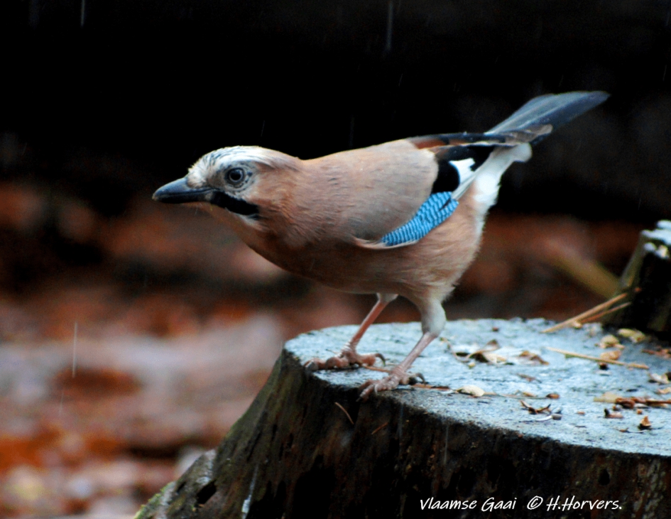 Vlaamse Gaai - Vogels - Vlaamse Gaai