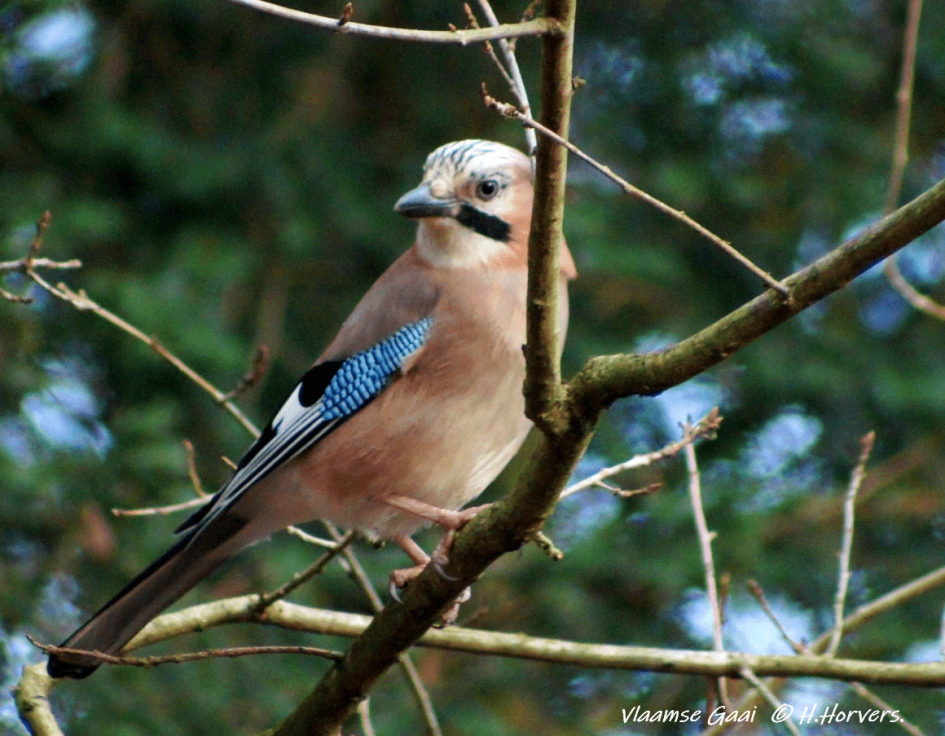 Vlaamse Gaai - Vogels - Vlaamse Gaai
