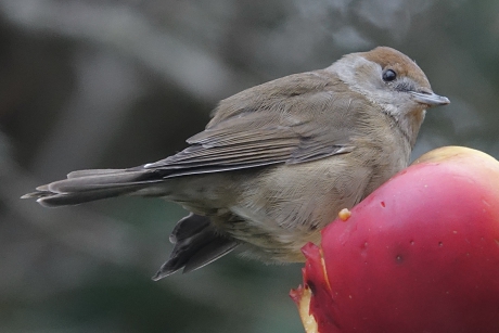 Overwinterend Vrouwtje Zwartkop 1