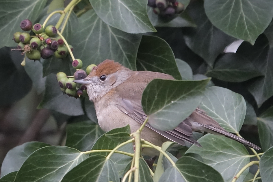 Overwinterend Vrouwtje Zwartkop 2 - Vogels - Zwartkop