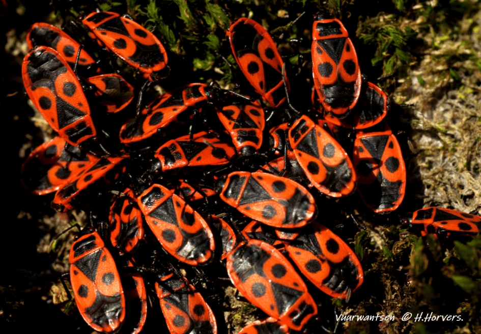 Vuurwantsen - Geleedpotigen - Vuurwantsen