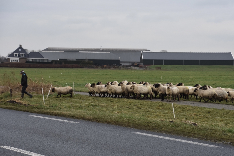 We volgen maar..... - Zoogdieren - 