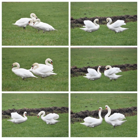 Wij vinden elkaar lief