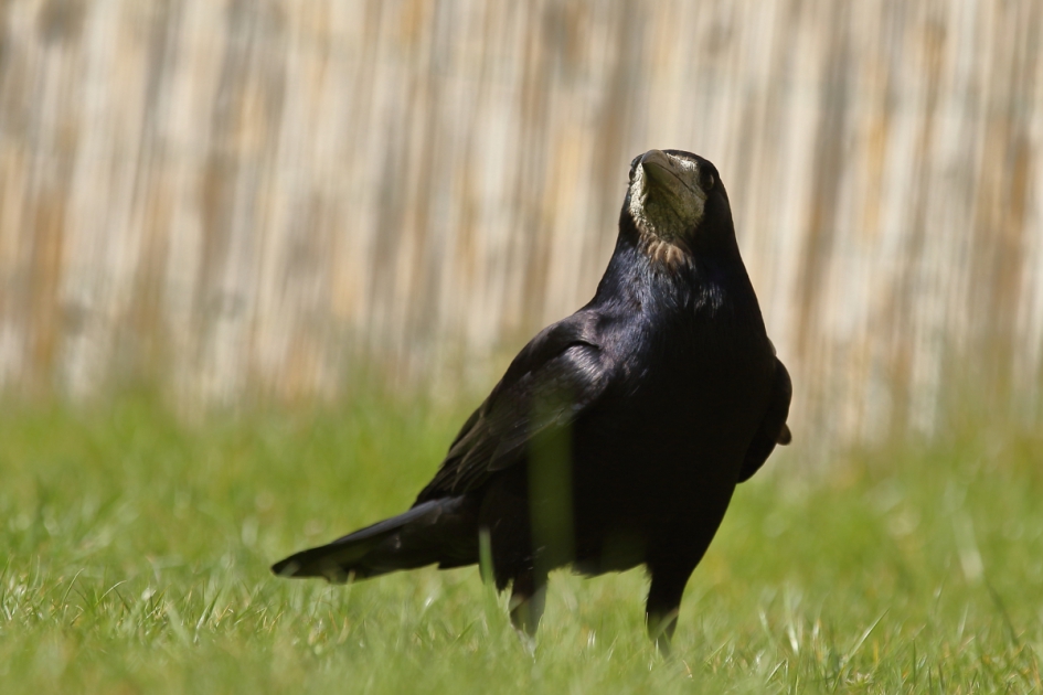 wijssnavel - Vogels - roek