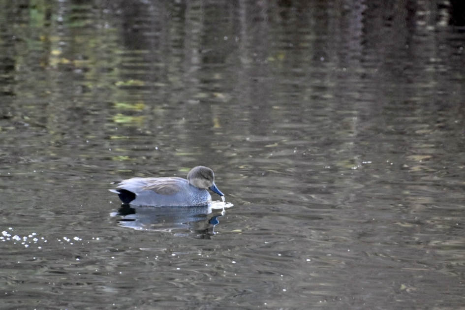 Wilde eend - Vogels - 