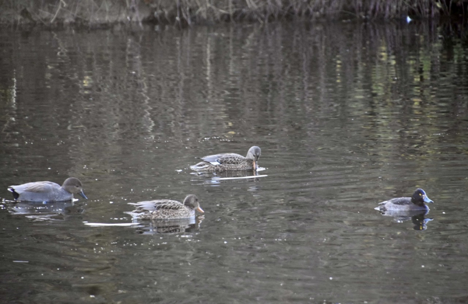 Wilde eenden - Vogels - 