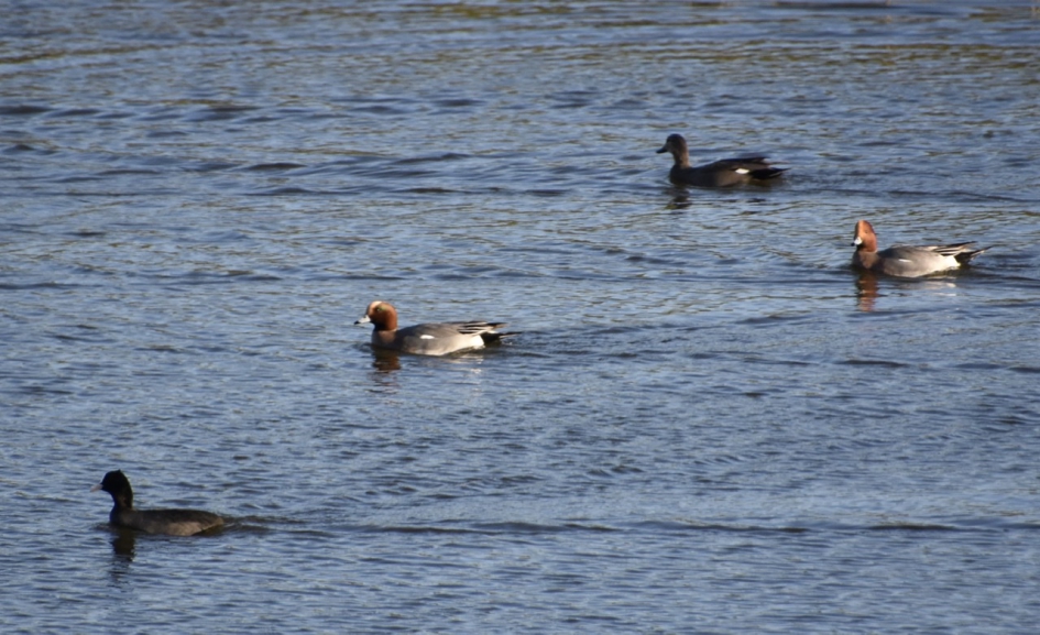 Smienten en meerkoet - Vogels - 