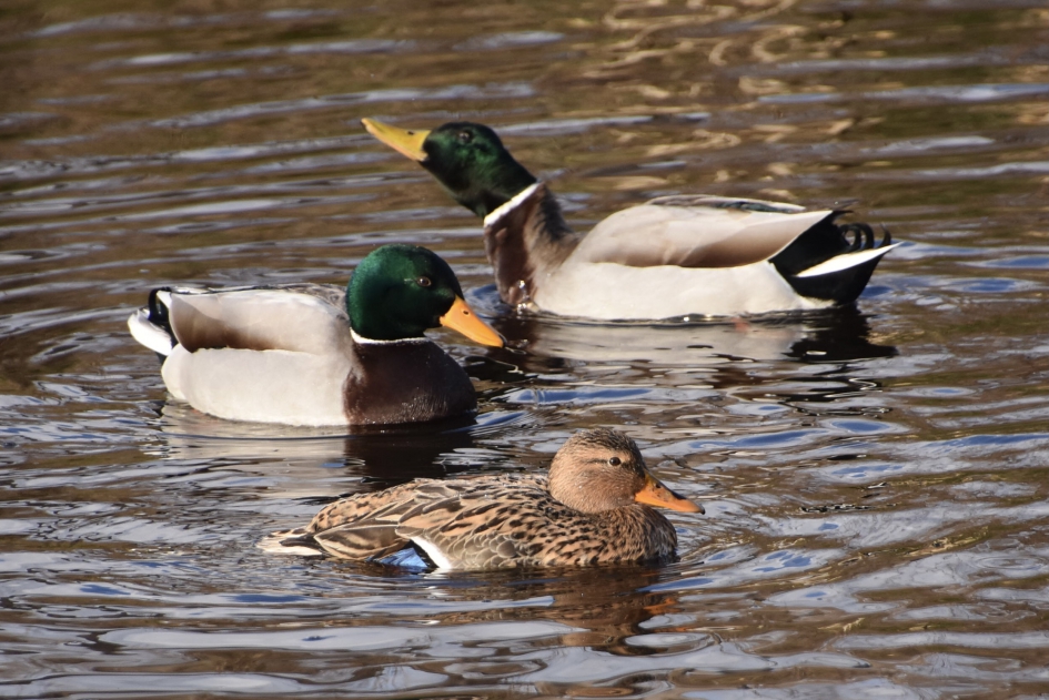 Wilde eenden - Vogels - 