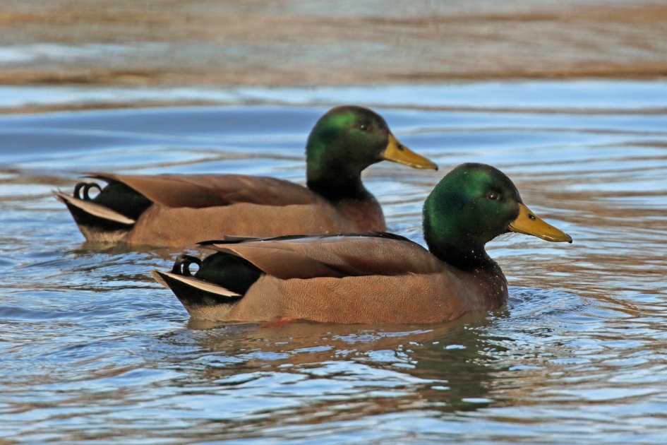 Wilde eenden - Vogels - 