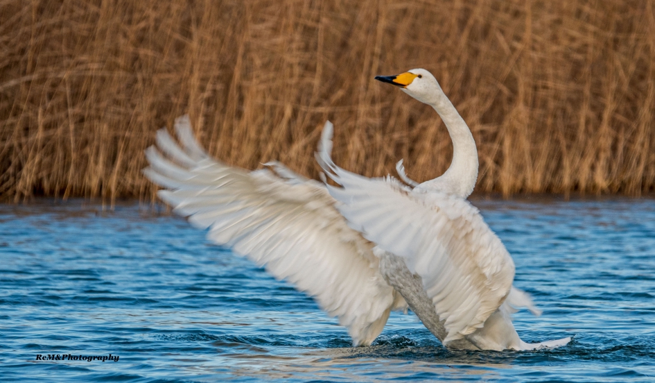 Wilde zwaan. - Vogels - Wilde zwaan.
