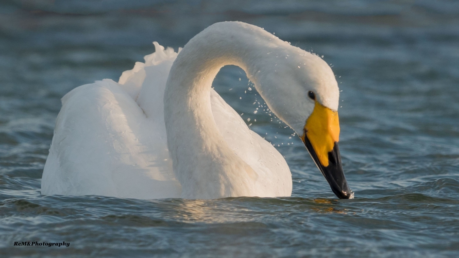 Wilde zwaan. - Vogels - Wilde zwaan.