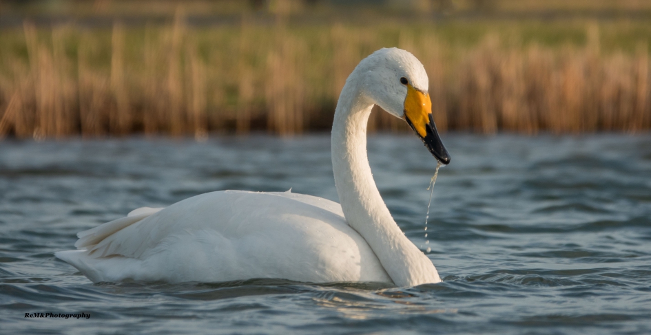 Wilde zwaan. - Vogels - Wilde zwaan.