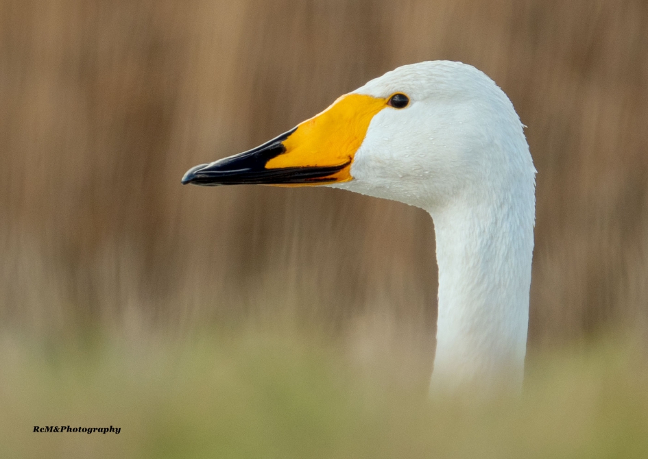 Wilde zwaan. - Vogels - Wilde zwaan.