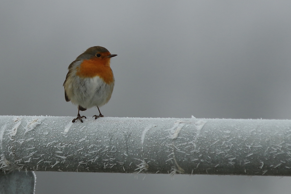 winter 2021 - Vogels - roodborst