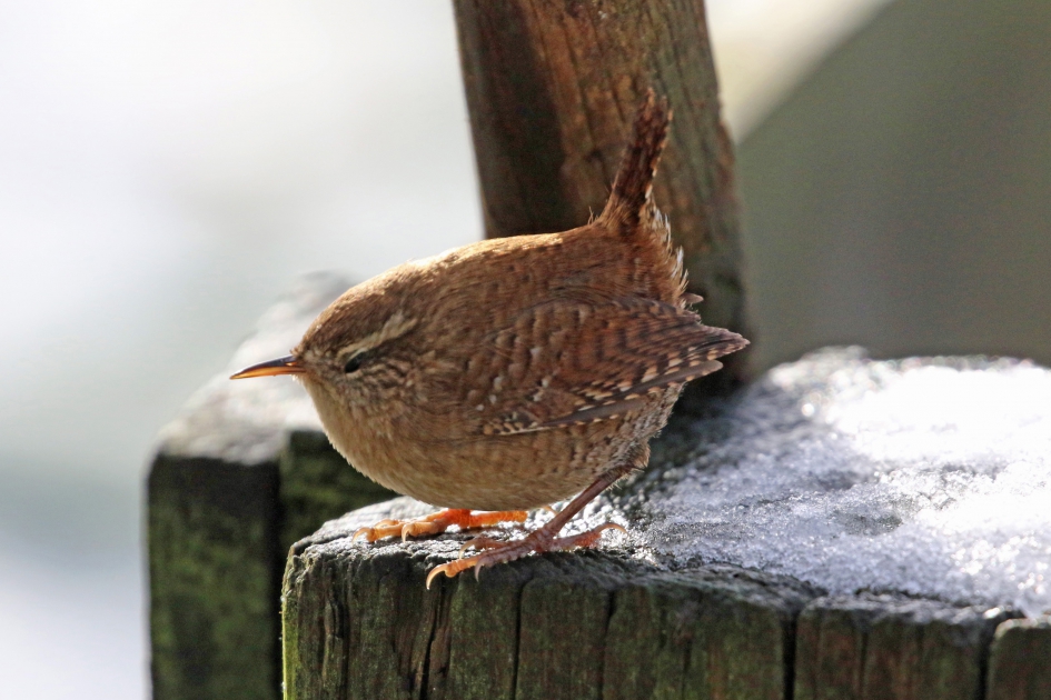 Winterkoning - Vogels - 
