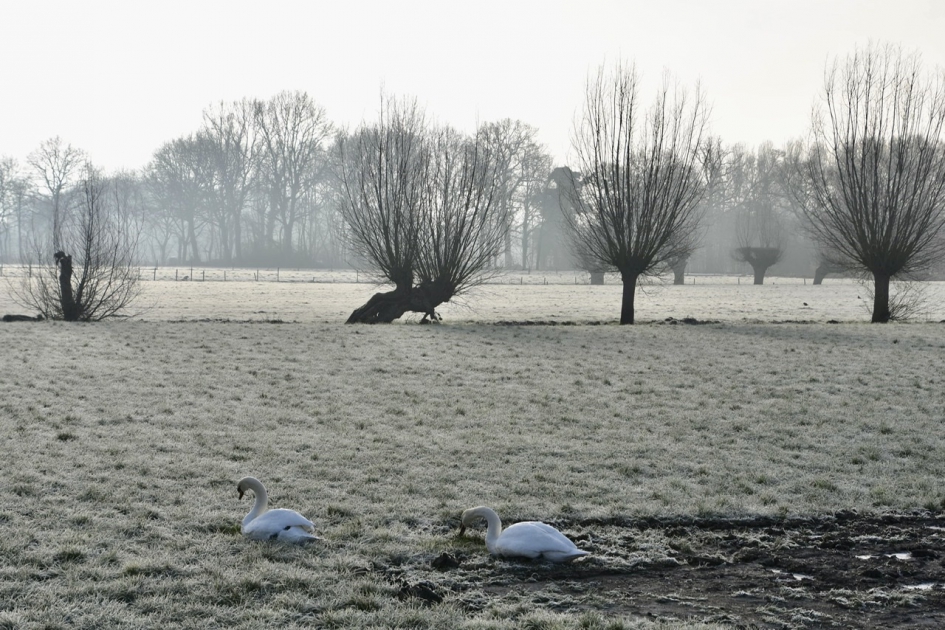Witte wereld op het land - Weer en landschap - 