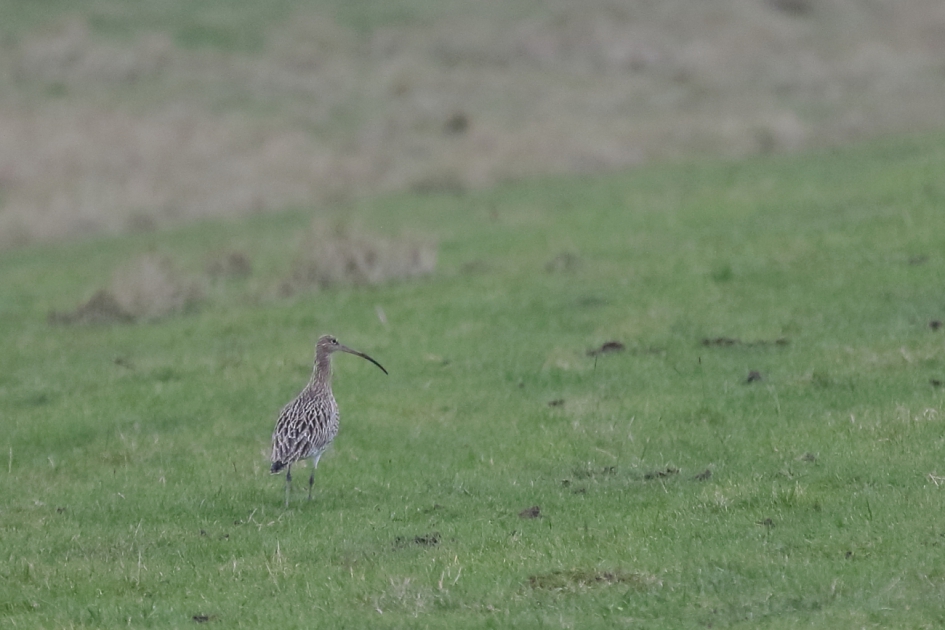 wulp - Vogels - wulp