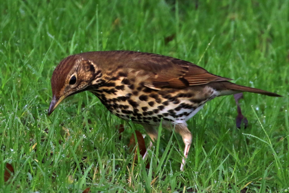 Zanglijster - Vogels - 
